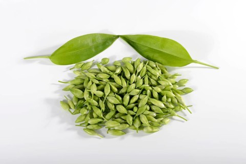Ramsons