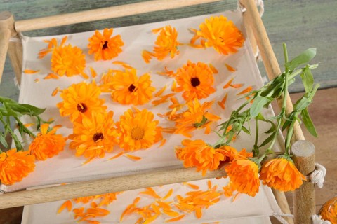 Marigold