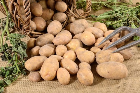 Potatoes