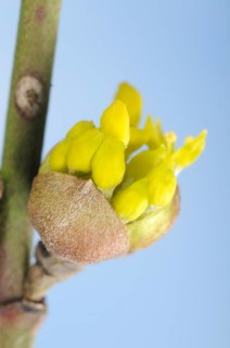 Cornelian cherry