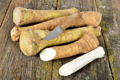 Horseradish