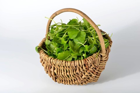 Winter purslane