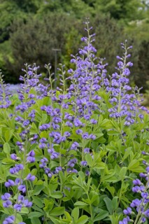 Blue wild indigo