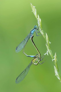 Blue-tailed damselfly