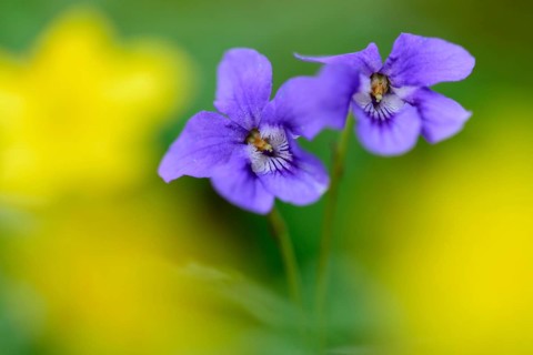 Wood Violet