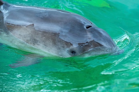 Harbour porpoise
