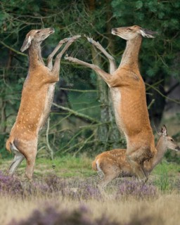 Red deer