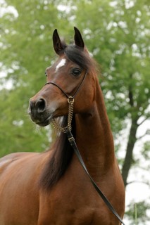 Arabian thoroughbred