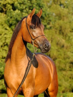 Arabian thoroughbred