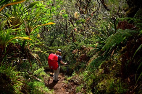 Hike from La Plaine des Cafres to Gite de la Caverne Dufour at Piton du Neige