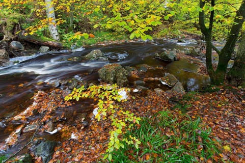 La Hoegne torrent