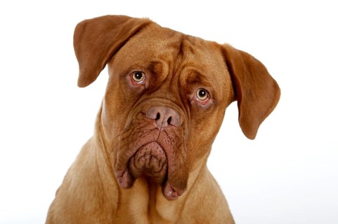 Dogue de Bordeaux