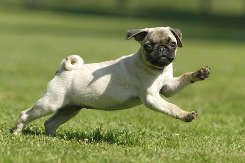 Pug