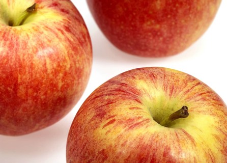Malus domestica