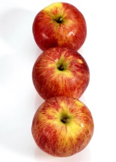 Malus domestica