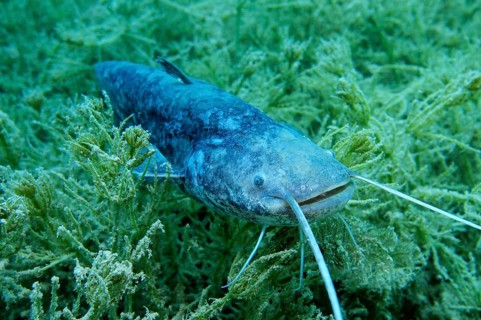 Wels catfish