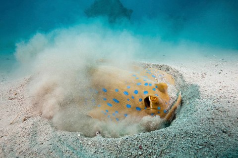 Bluespotted ribbontail ray