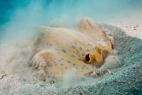 Bluespotted ribbontail ray