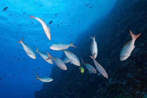 Pacific creolefishes