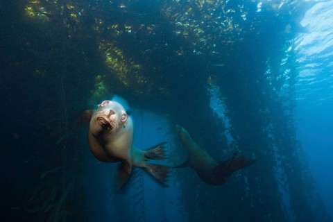 California sea lion