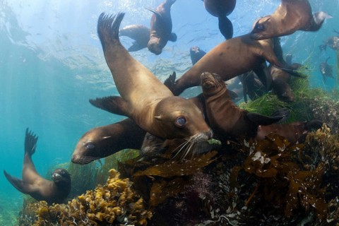 California sea lions