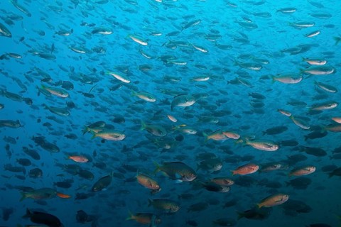 Shoal of swallowtail damselfish