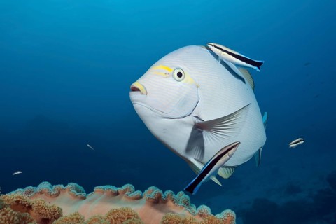 Grey surgeonfish being cleaned by cleaner wrasse