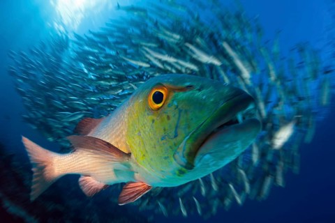 Red snapper