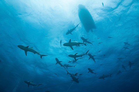 Grey reef shark feeding