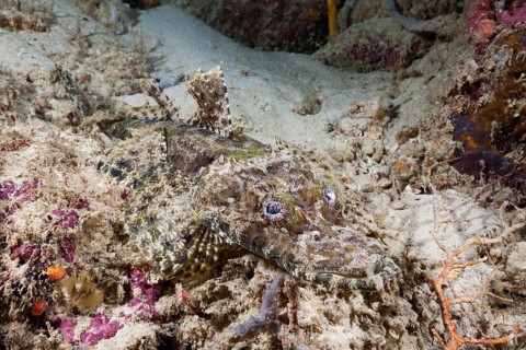 Beaufort's crocodile fish