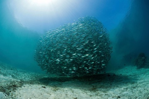 Shoal of ox-eye mackerel