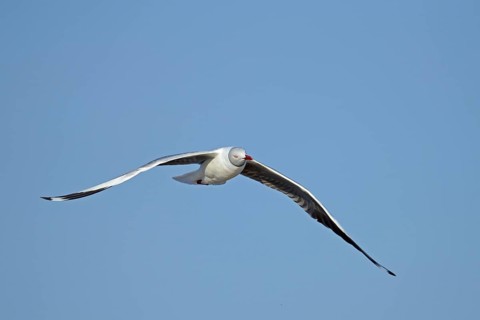 Grey-headed Gull