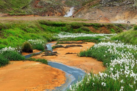 Cottongrass