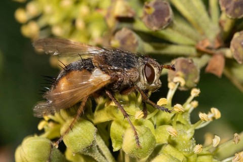 Tachina fera