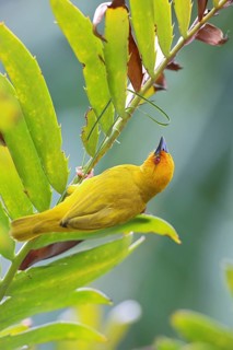 Eastern Golden Weaver