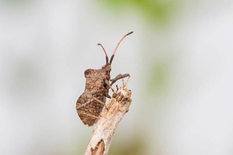 Dock bug