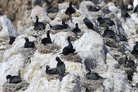 Cape Cormorant