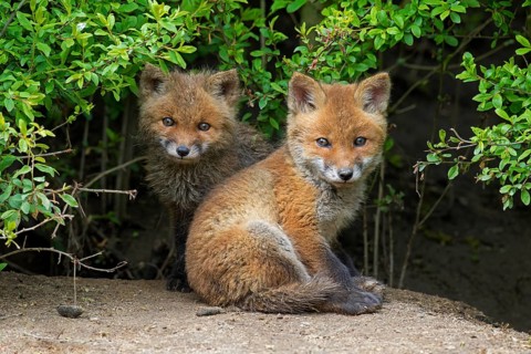 Two cute young red foxes