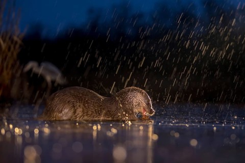European otter