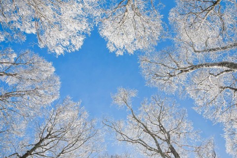 Tree tops of deep snow covered beech forest against blue sky in Neuchatel Jura