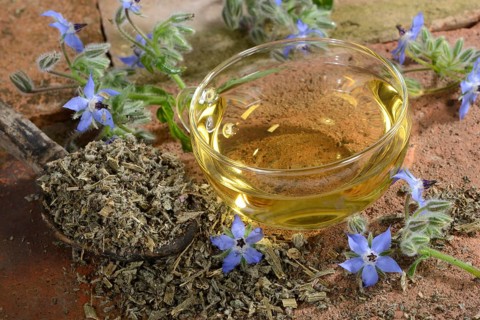 Borage