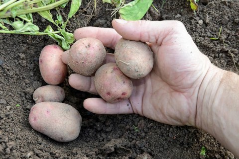 Potatoes