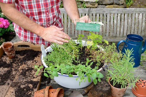 Planting of plant pots with herbs