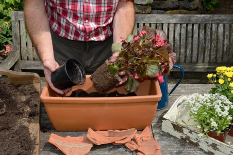 Planting summer flowers in plant pots
