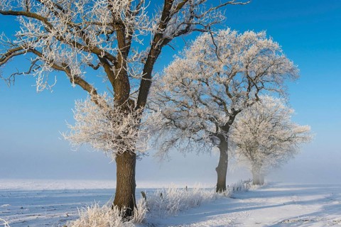 Hoarfrost on Oaks