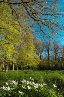 Wood anemones