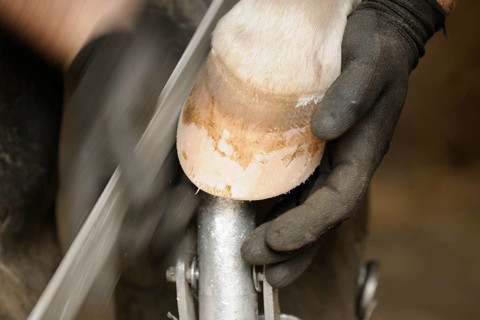 Farrier at work