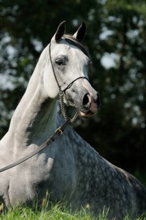 Arabian thoroughbred