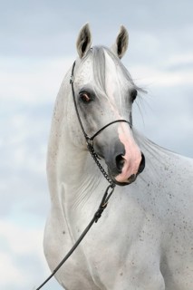 Arabian thoroughbred