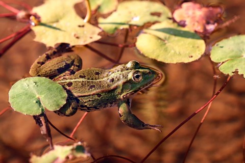 Pool frog